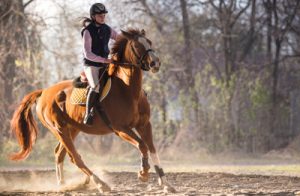 Equine Newsletter subscription